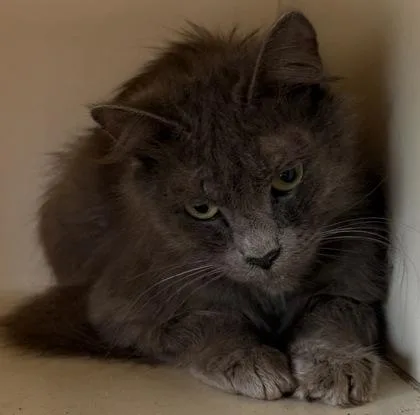 An adult medium-sized female Domestic Medium Hair cat named Shears for adoption in Chamblee, GA