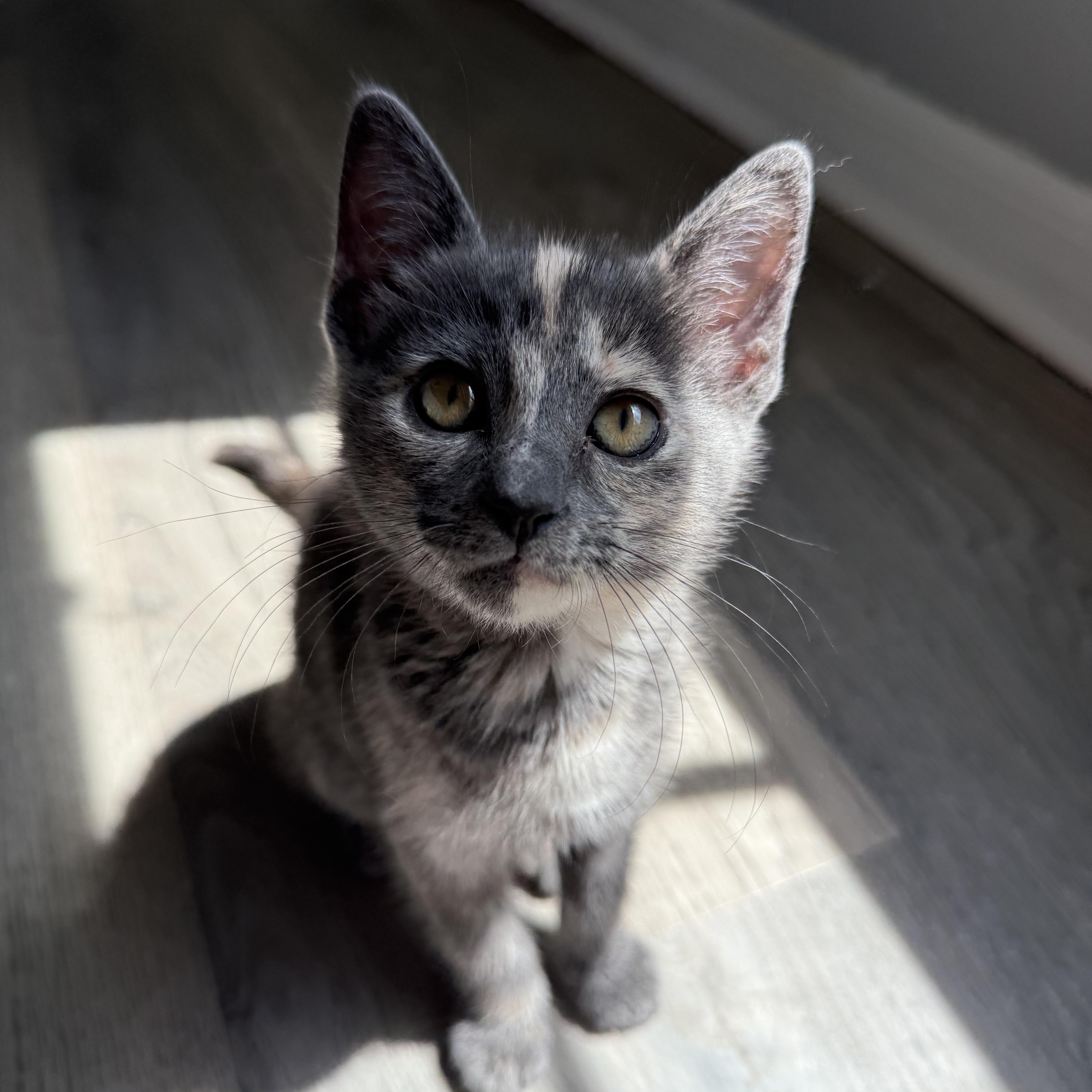 A baby medium-sized female Torbie cat named Sam for adoption in Maitland, FL