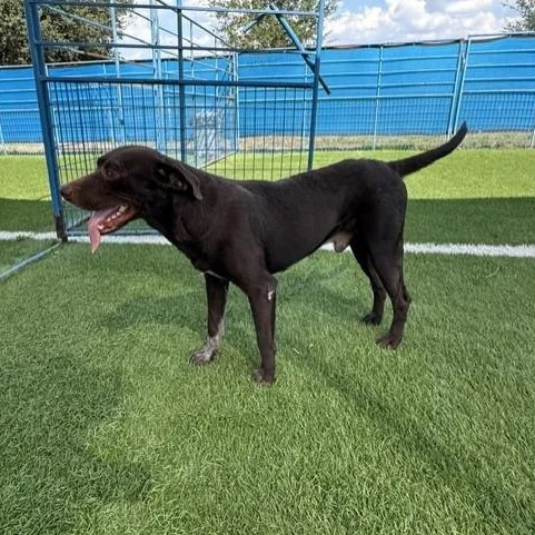 An adult medium-sized male Brown / Chocolate German Shorthaired Pointer dog named Rolo for adoption in Williston, VT