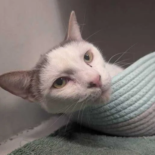 An adult large-sized male White Domestic Short Hair cat named Bear for adoption in Dayton, OH