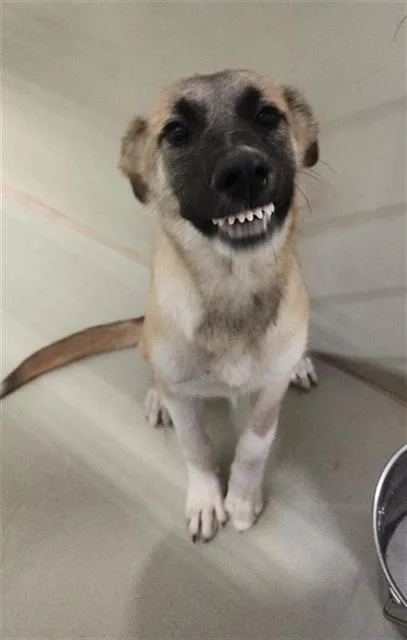 A baby medium-sized female Yellow / Tan / Blond / Fawn Shepherd dog named Winnie URGENT for adoption in Thousand Oaks, CA