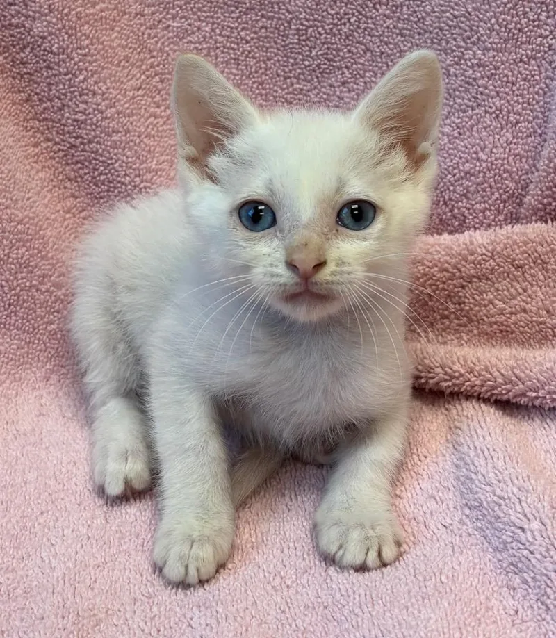 A baby medium-sized female Domestic Short Hair cat named Crescent for adoption in Little Rock, AR
