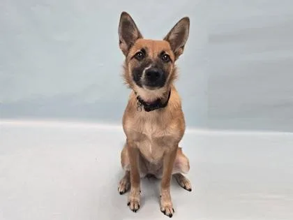A baby small-sized female Pomeranian dog named Jessie for adoption in Coon Rapids, MN