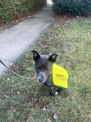 An adult large-sized female Mixed Breed dog named Rosemary for adoption in Chamblee, GA