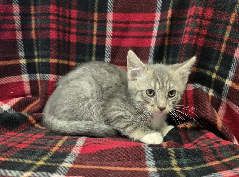A baby small-sized male Domestic Short Hair cat named Bugle for adoption in Dickson, TN
