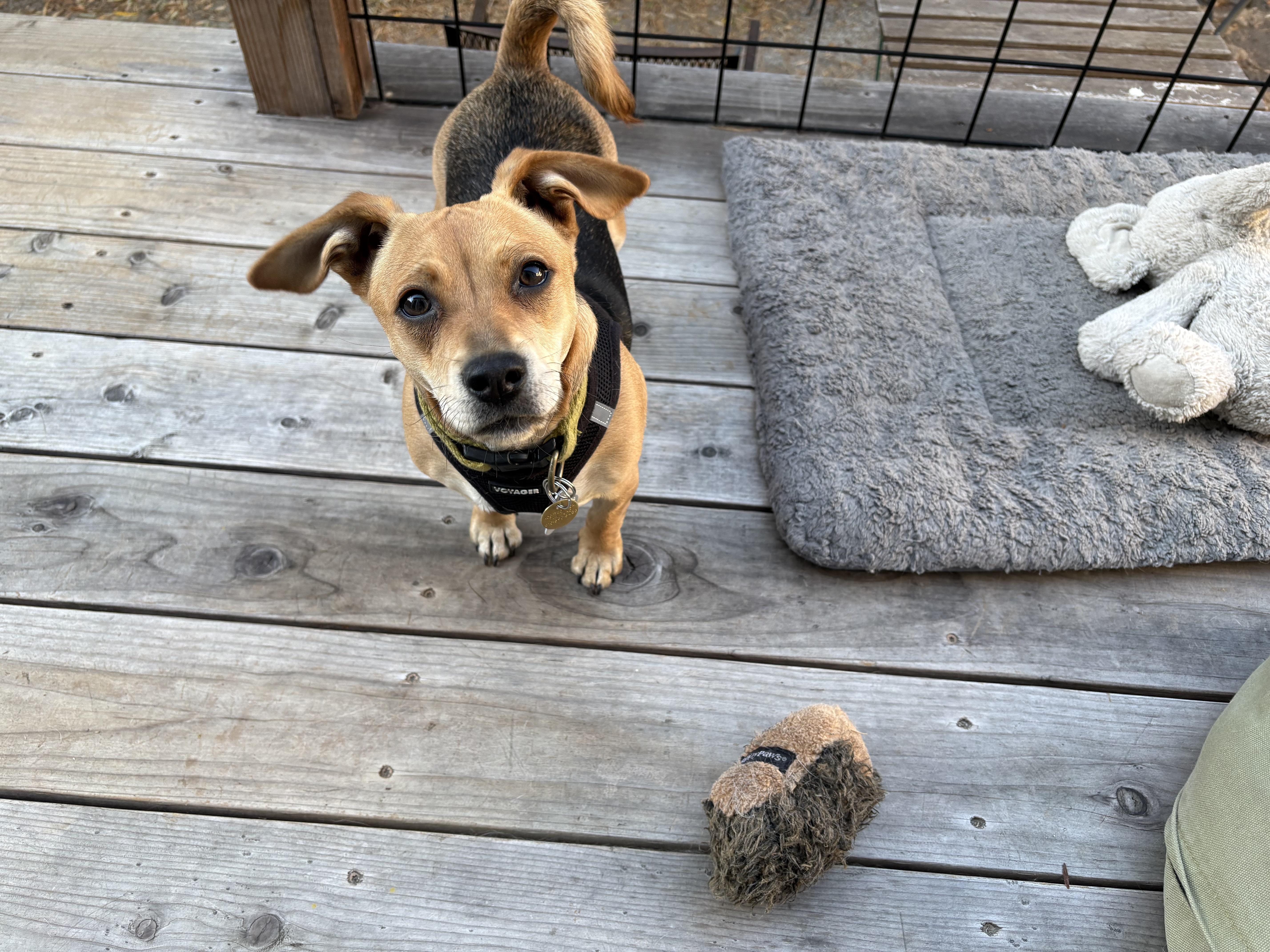 A young small-sized female Chihuahua dog named Honey for adoption in Emeryville, CA