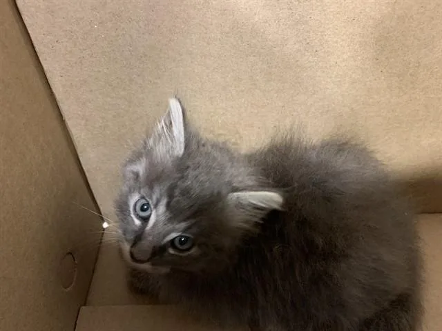 A baby small-sized male Domestic Short Hair cat named Pat for adoption in Grand Prairie, TX