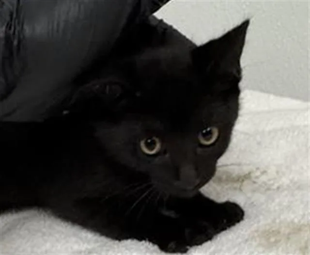 A baby medium-sized male Domestic Short Hair cat named Benji for adoption in Camarillo, CA