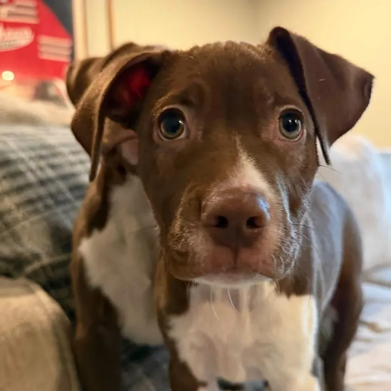 A baby medium-sized male Brown / Chocolate Mixed Breed dog named Affogato for adoption in Yaphank, NY