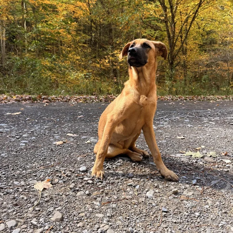 A young medium-sized female Yellow / Tan / Blond / Fawn Black Mouth Cur dog named Lorelei for adoption in Milford, NY