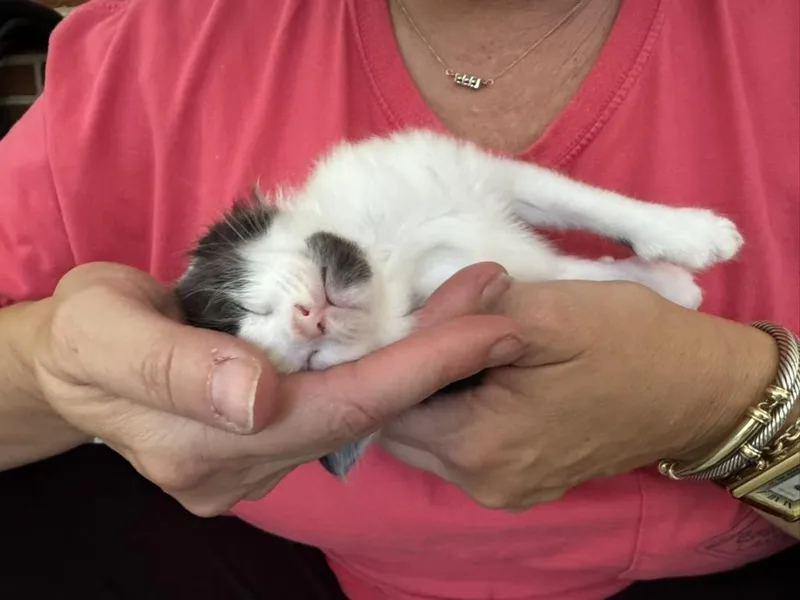 A baby large-sized male Domestic Long Hair cat named Oberon for adoption in Stockbridge, GA