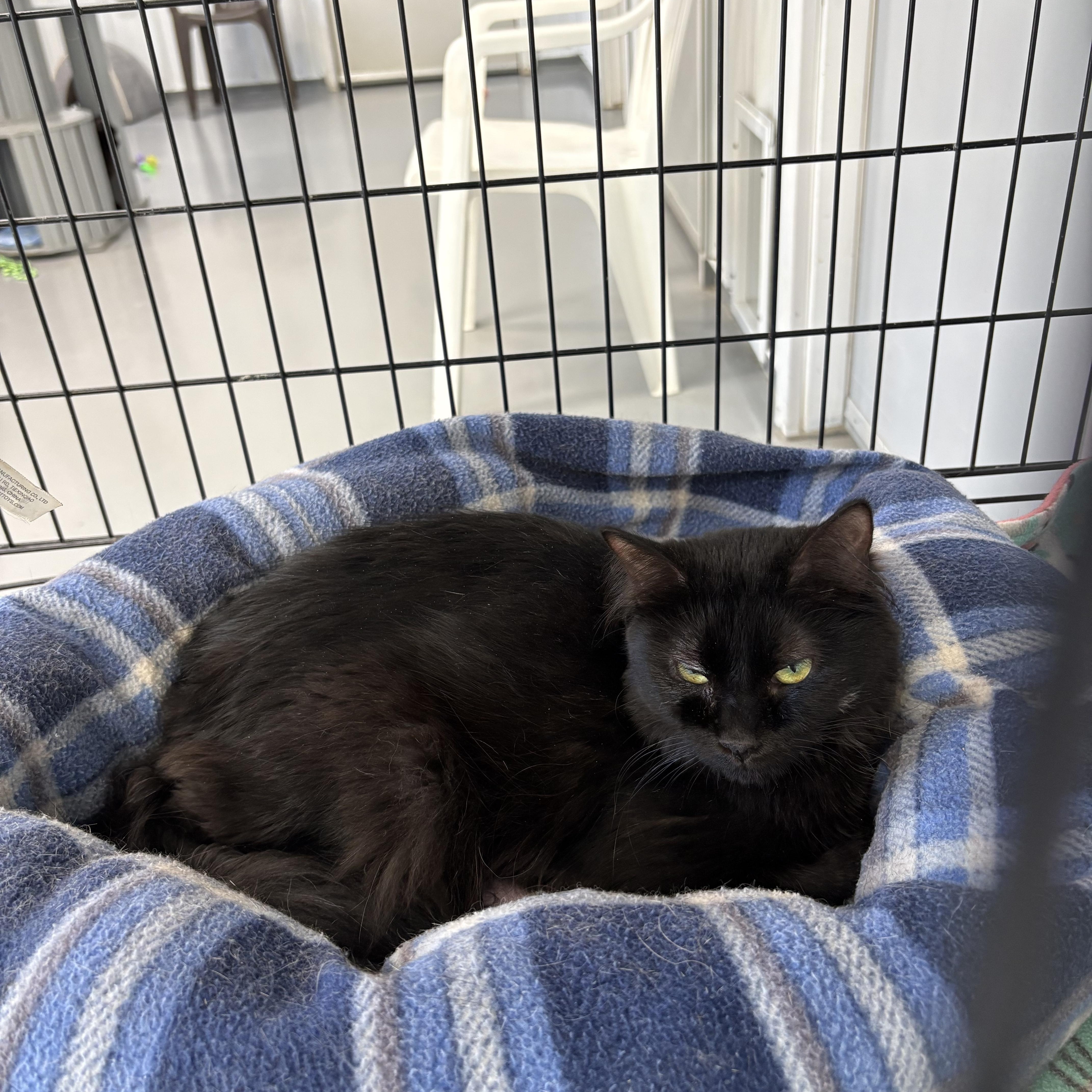 An adult medium-sized male Domestic Long Hair cat named Pumpkin for adoption in Big Rapids, MI