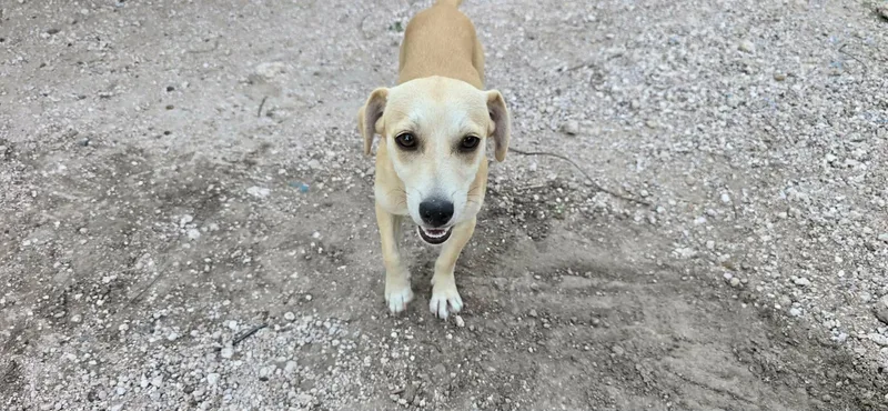 A young small-sized male Chihuahua dog named Max for adoption in Boise, ID