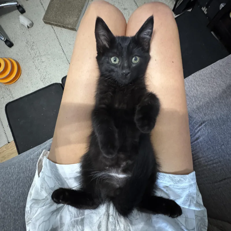 A baby small-sized male Black Bombay cat named King Julian for adoption in Fresno, CA