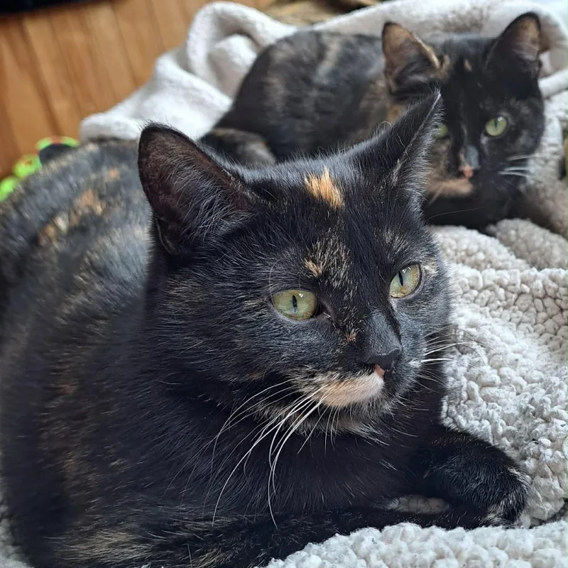 Starry Night thumbnail 2