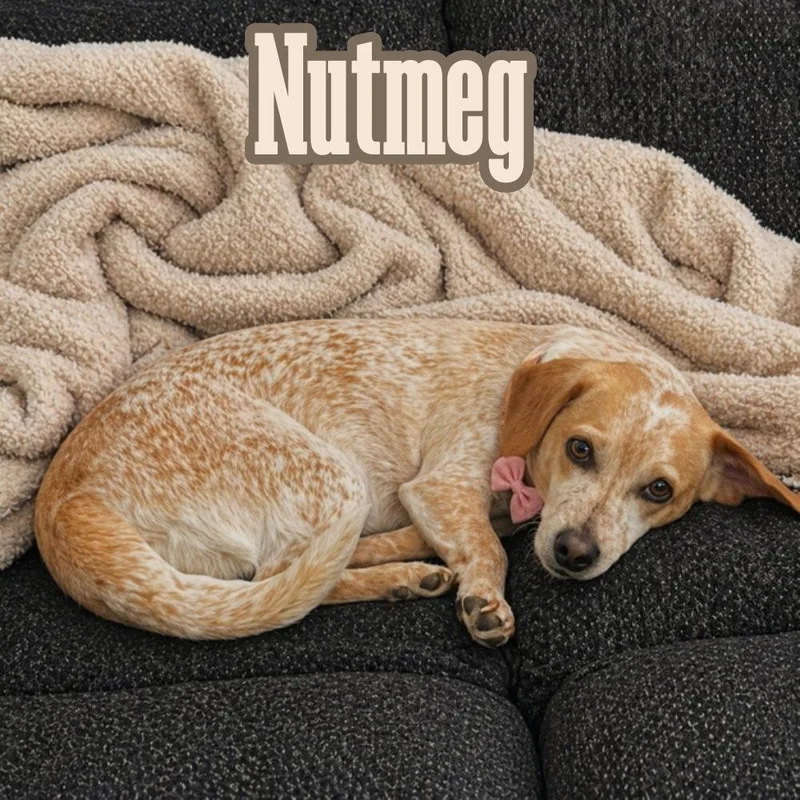 Nutmeg Cider thumbnail 2
