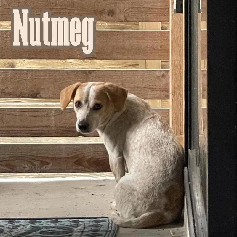 Nutmeg Cider thumbnail 3