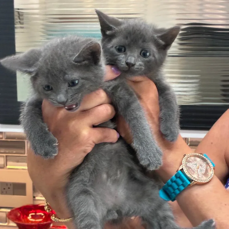 A baby medium-sized male Gray / Blue / Silver Domestic Short Hair cat named Lux for adoption in Jupiter, FL