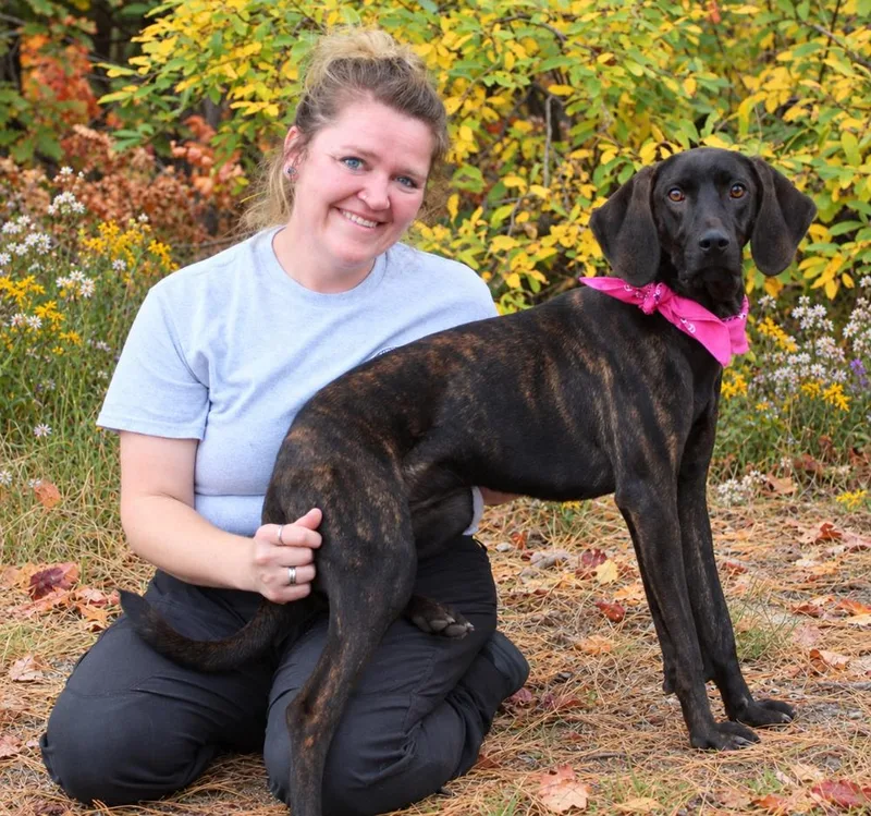A young medium-sized female Plott Hound dog named Coco for adoption in Cheboygan, MI