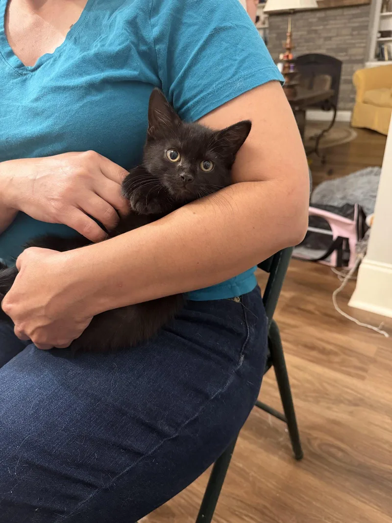 A young medium-sized female Black Domestic Short Hair cat named Blinx for adoption in Camden, SC