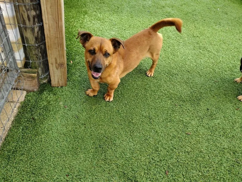 Bowie
