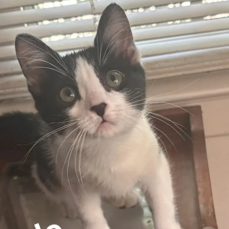 A baby small-sized female Domestic Short Hair cat named Chai for adoption in Kerrville, TX