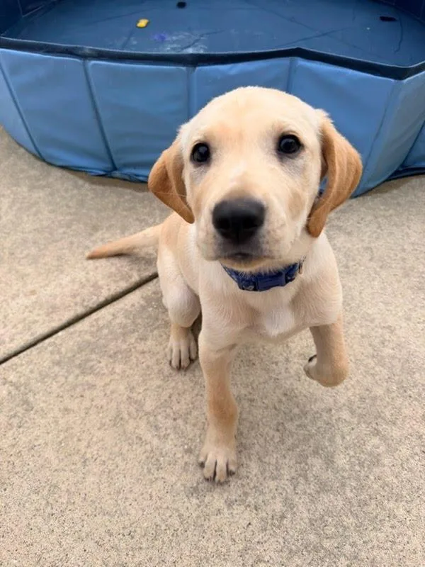 A baby medium-sized male Apricot / Beige Labrador Retriever dog named Pokey for adoption in Oswego, IL