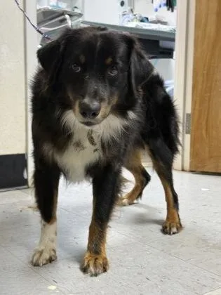 An adult medium-sized male Australian Shepherd dog named Bango for adoption in Inverness, FL