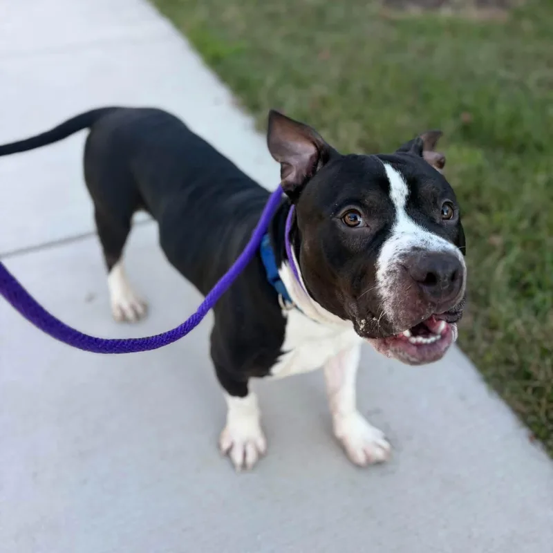 A baby medium-sized male Pit Bull Terrier dog named Koda for adoption in Manassas, VA
