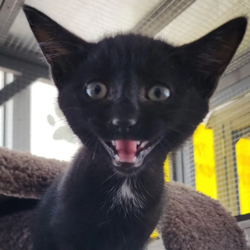 A baby medium-sized female Black Domestic Short Hair cat named Kiwi for adoption in Mazon, IL