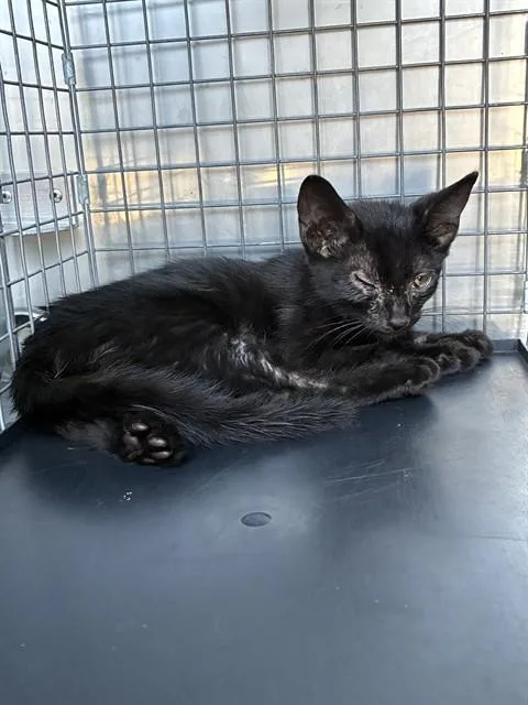 A baby small-sized male Domestic Short Hair cat named Charlie for adoption in Dallas, TX