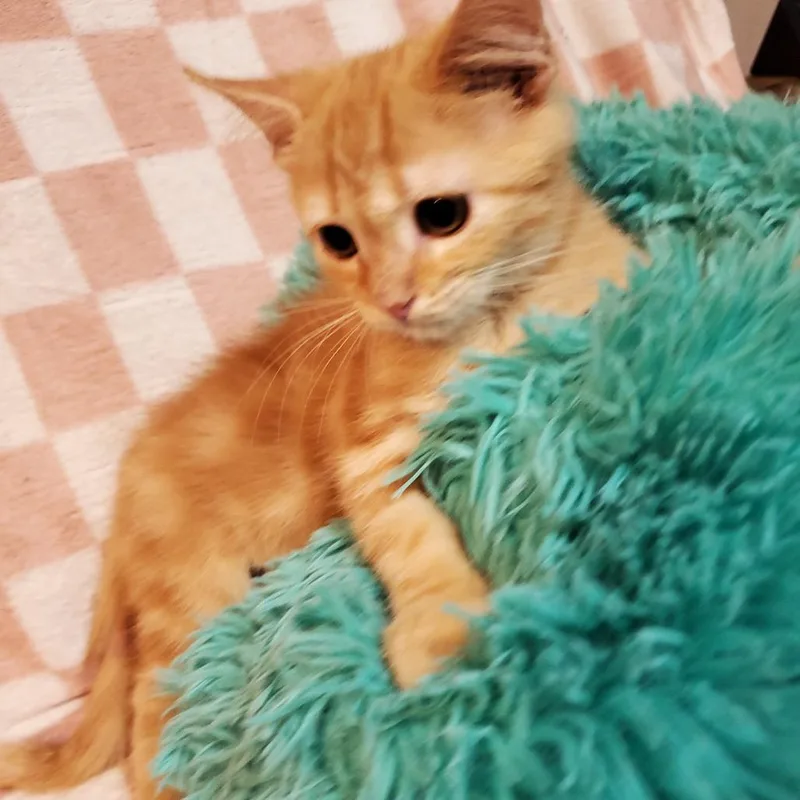 A baby small-sized male Orange / Red Domestic Short Hair cat named Fall for adoption in Jefferson city, TN