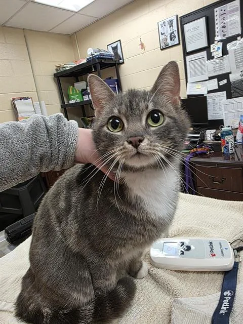 A young small-sized female Domestic Short Hair cat named Jade for adoption in Aliquippa, PA