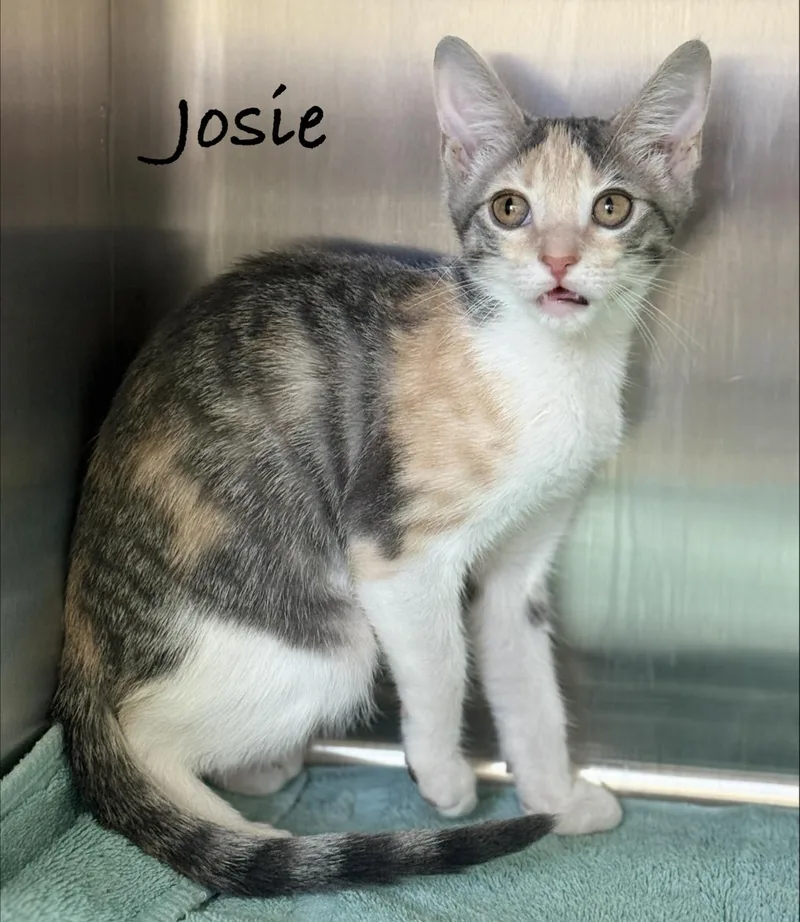 A baby medium-sized female Calico Domestic Short Hair cat named Josie for adoption in Pawleys Island, SC