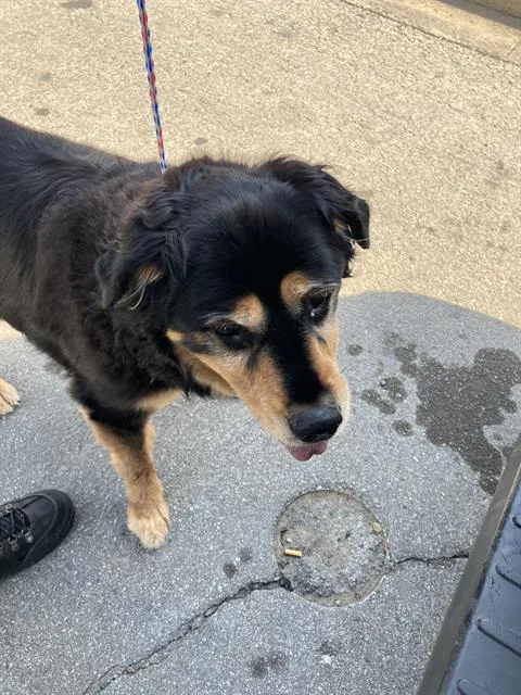 A senior large-sized male Mixed Breed dog named Azazel for adoption in Dallas, TX