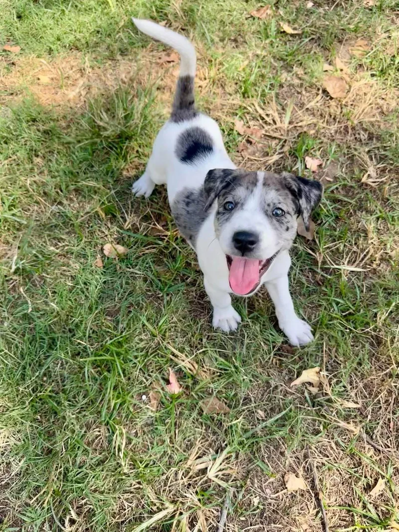 A baby medium-sized female Mixed Breed dog named Magpie for adoption in Salem, NH