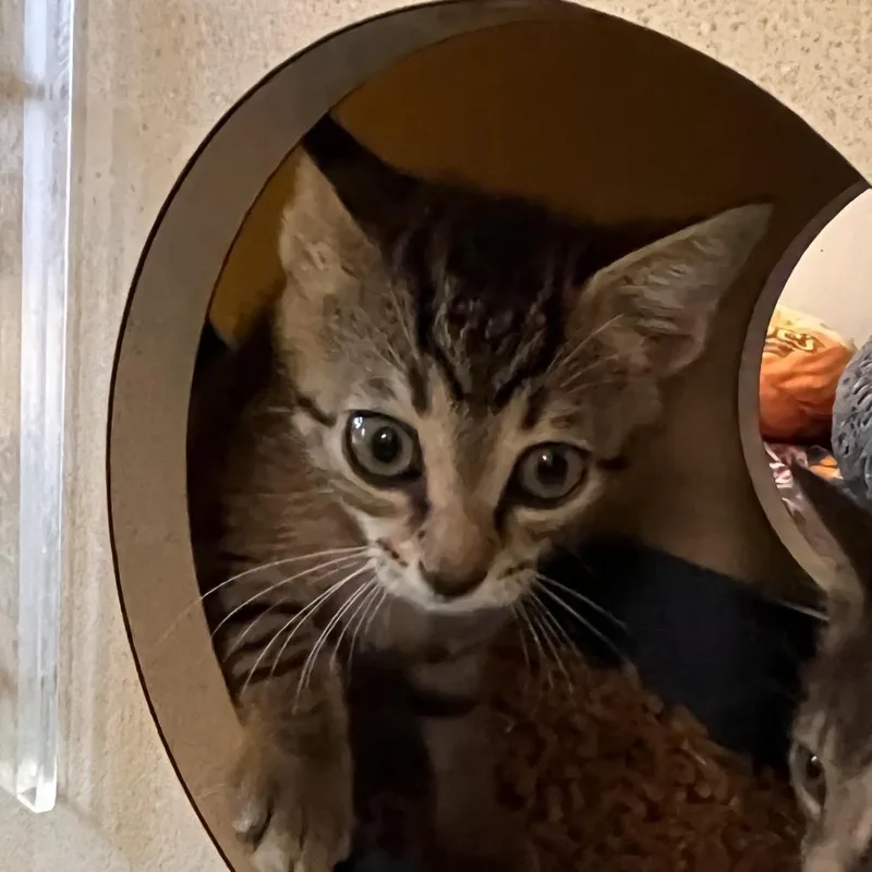 A baby small-sized male Brown / Chocolate Domestic Short Hair cat named Wilbur for adoption in West Palm Beach, FL