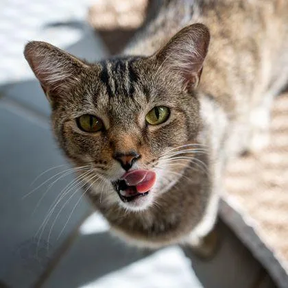 An adult medium-sized female Domestic Short Hair cat named Bear for adoption in Honolulu, HI