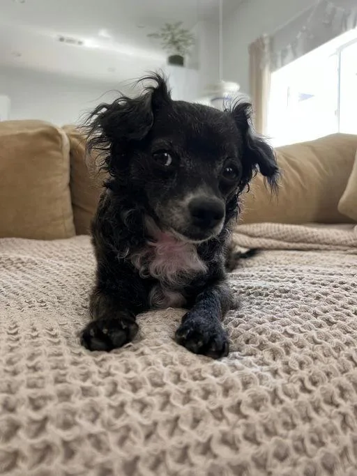 An adult small-sized female Chihuahua dog named Flower for adoption in Los Angeles, CA