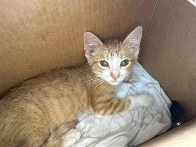 A baby small-sized male Domestic Short Hair cat named A for adoption in Conroe, TX