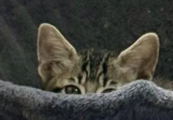 A baby medium-sized female Domestic Short Hair cat named Junie for adoption in Shawnee, KS