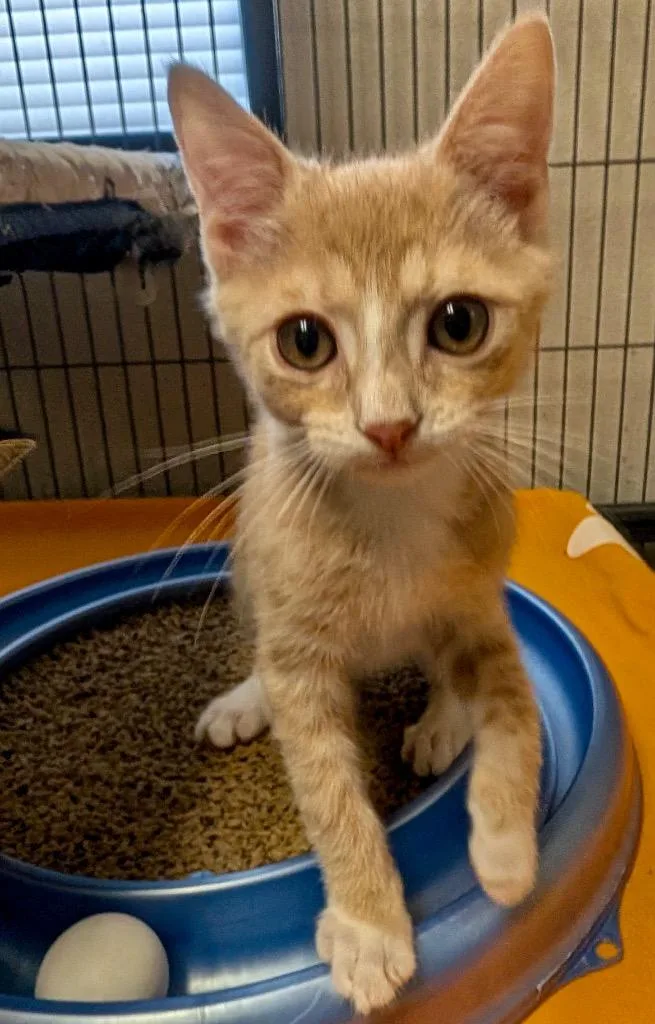 A baby small-sized male Domestic Short Hair cat named Hulk for adoption in Fort Myers, FL