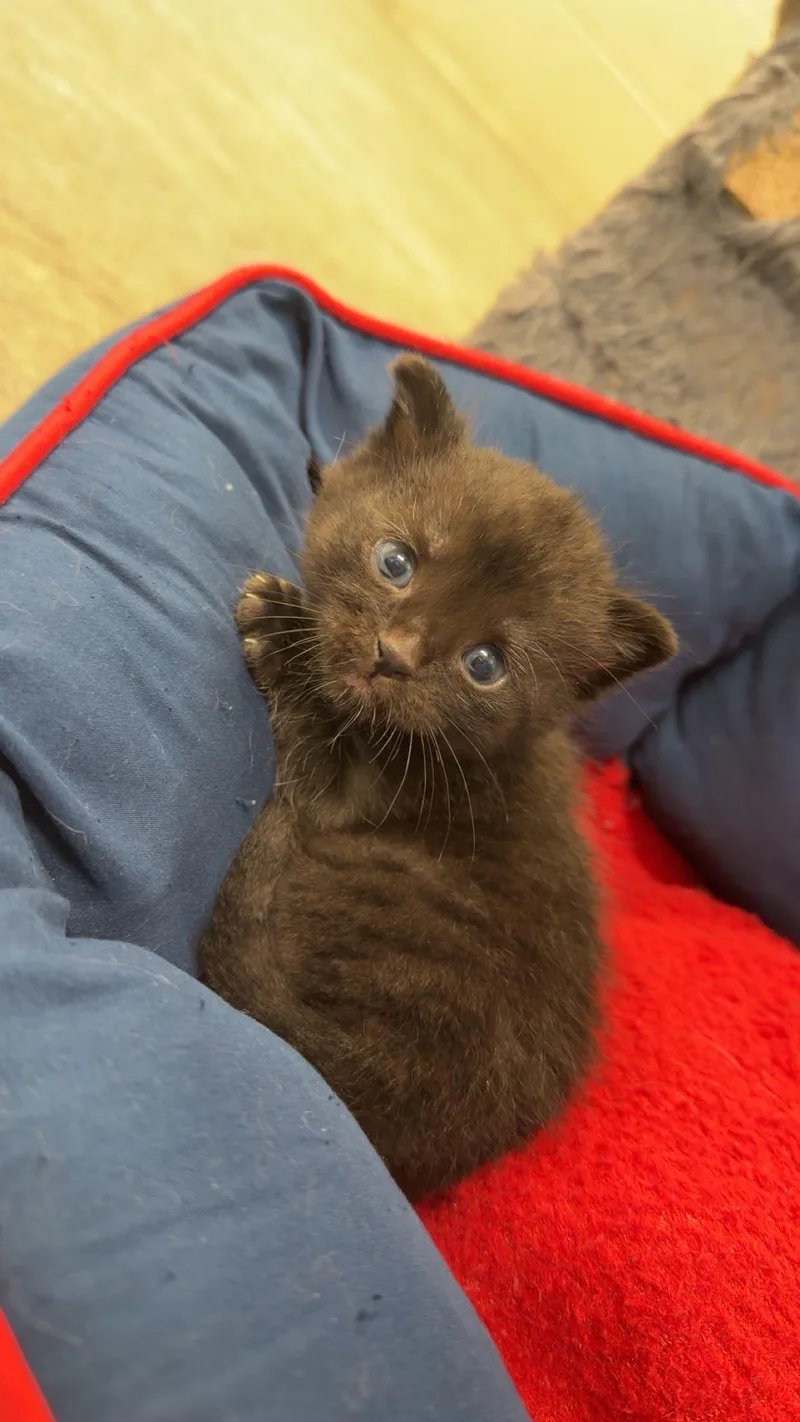 A baby medium-sized male Black American Shorthair cat named Hamm for adoption in Boonville, MO