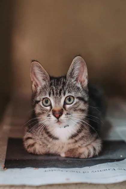 A young small-sized male Domestic Short Hair cat named A Marcus Petsmart Mt for adoption in North Charleston, SC