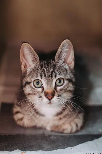 A Marcus Petsmart Mt thumbnail 2