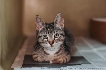 A Marcus Petsmart Mt thumbnail 3