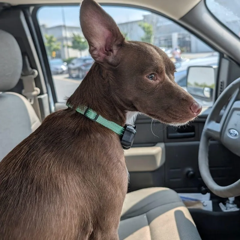 A young small-sized female Brown / Chocolate Chihuahua dog named Hana for adoption in Baldwin, MD