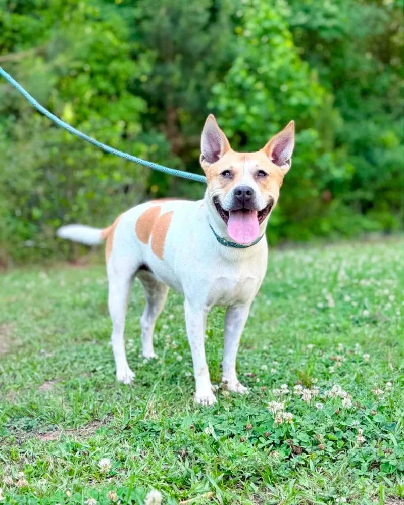 An adult medium-sized female Carolina Dog dog named Samantha for adoption in Gorham, ME