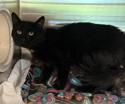 An adult small-sized male Domestic Short Hair cat named Neero for adoption in Independence, MO