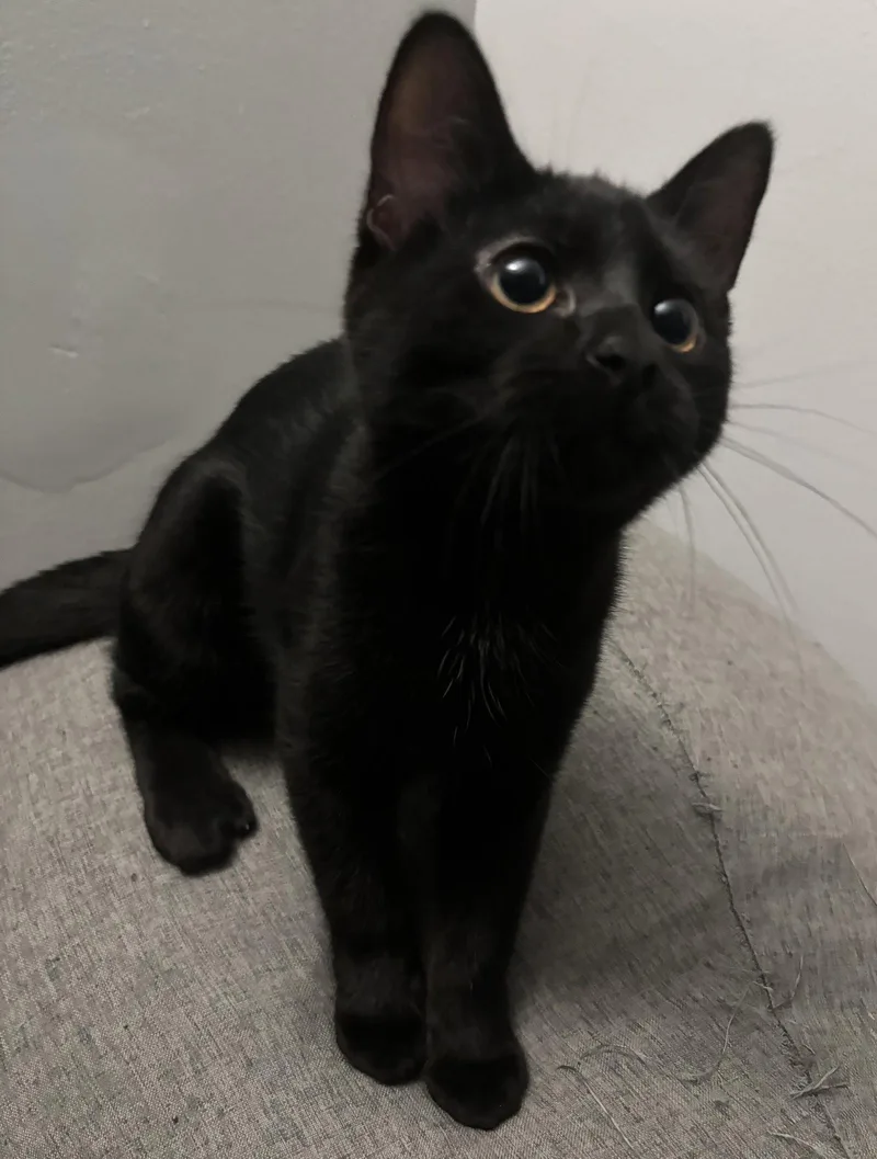 A baby medium-sized female Domestic Short Hair cat named Blaire for adoption in Kansas City, MO